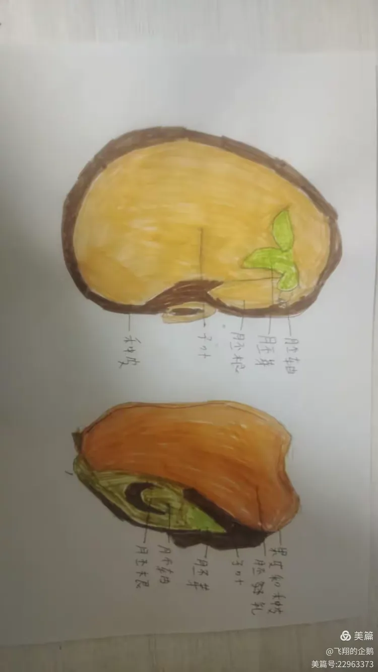 706班菜豆玉米种子结构